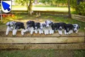 Mehr über den Artikel erfahren Border Collie Züchter und Welpen in Erding