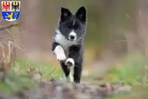 Mehr über den Artikel erfahren Border Collie Züchter und Welpen in Erlangen