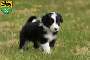 Mehr über den Artikel erfahren Border Collie Züchter und Welpen im Erzgebirge