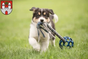 Mehr über den Artikel erfahren Border Collie Züchter und Welpen in Eschwege