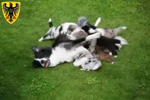 Mehr über den Artikel erfahren Border Collie Züchter und Welpen in Esslingen am Neckar