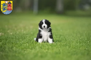Mehr über den Artikel erfahren Border Collie Züchter und Welpen in Flensburg