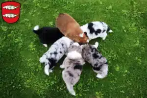 Mehr über den Artikel erfahren Border Collie Züchter und Welpen in Forchheim