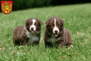 Mehr über den Artikel erfahren Border Collie Züchter und Welpen in Forst (Lausitz)