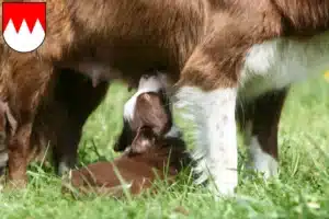 Mehr über den Artikel erfahren Border Collie Züchter und Welpen in Franken