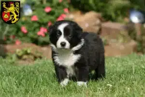 Mehr über den Artikel erfahren Border Collie Züchter und Welpen in Frankenthal (Pfalz)