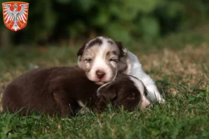 Mehr über den Artikel erfahren Border Collie Züchter und Welpen in Frankfurt am Main