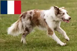 Mehr über den Artikel erfahren Border Collie Züchter und Welpen in Frankreich