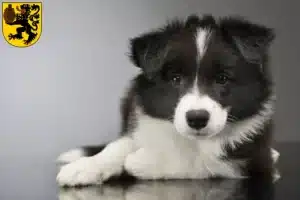 Mehr über den Artikel erfahren Border Collie Züchter und Welpen in Frechen