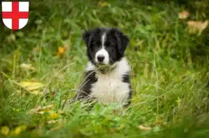 Mehr über den Artikel erfahren Border Collie Züchter und Welpen in Freiburg im Breisgau