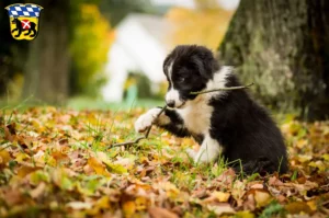Mehr über den Artikel erfahren Border Collie Züchter und Welpen in Freising