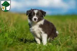 Mehr über den Artikel erfahren Border Collie Züchter und Welpen in Freyung