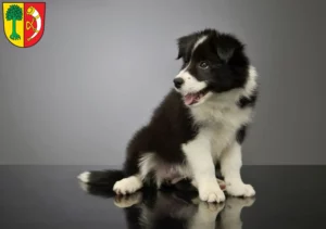 Mehr über den Artikel erfahren Border Collie Züchter und Welpen in Friedrichshafen
