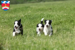 Mehr über den Artikel erfahren Border Collie Züchter und Welpen in Fürstenfeldbruck