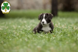 Mehr über den Artikel erfahren Border Collie Züchter und Welpen in Fürth