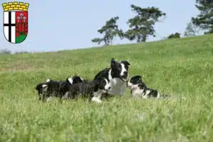 Mehr über den Artikel erfahren Border Collie Züchter und Welpen in Fulda