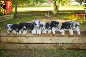 Mehr über den Artikel erfahren Border Collie Züchter und Welpen in Genf
