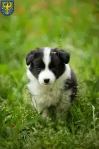 Mehr über den Artikel erfahren Border Collie Züchter und Welpen in Germersheim