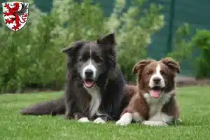Mehr über den Artikel erfahren Border Collie Züchter und Welpen in Gießen
