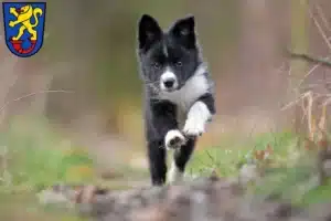 Mehr über den Artikel erfahren Border Collie Züchter und Welpen in Gifhorn