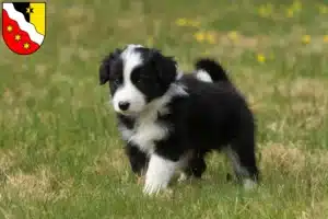 Mehr über den Artikel erfahren Border Collie Züchter und Welpen in Glarus