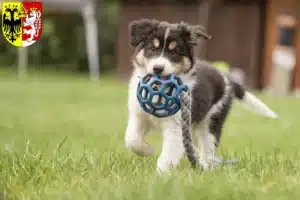 Mehr über den Artikel erfahren Border Collie Züchter und Welpen in Görlitz