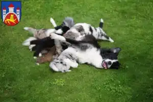 Mehr über den Artikel erfahren Border Collie Züchter und Welpen in Göttingen