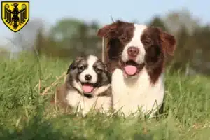 Mehr über den Artikel erfahren Border Collie Züchter und Welpen in Goslar