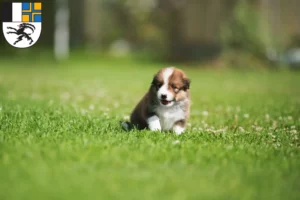 Mehr über den Artikel erfahren Border Collie Züchter und Welpen in Graubünden