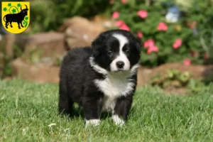 Mehr über den Artikel erfahren Border Collie Züchter und Welpen in Güstrow