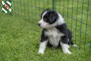 Mehr über den Artikel erfahren Border Collie Züchter und Welpen in Gütersloh