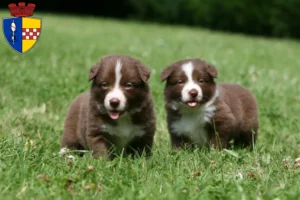 Mehr über den Artikel erfahren Border Collie Züchter und Welpen in Gummersbach