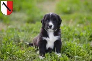 Mehr über den Artikel erfahren Border Collie Züchter und Welpen in Halberstadt