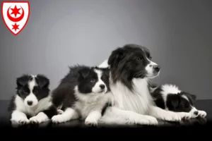 Mehr über den Artikel erfahren Border Collie Züchter und Welpen in Halle (Saale)