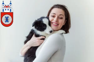 Mehr über den Artikel erfahren Border Collie Züchter und Welpen in Hameln