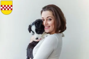 Mehr über den Artikel erfahren Border Collie Züchter und Welpen in Hamm