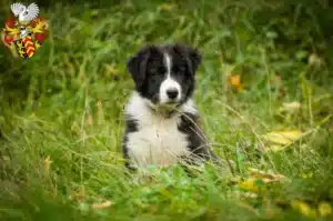 Mehr über den Artikel erfahren Border Collie Züchter und Welpen in Hanau