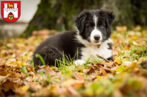 Mehr über den Artikel erfahren Border Collie Züchter und Welpen in Hannover