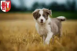 Mehr über den Artikel erfahren Border Collie Züchter und Welpen im Harz