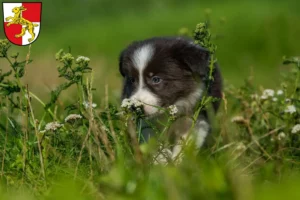 Mehr über den Artikel erfahren Border Collie Züchter und Welpen in Haßfurt