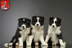 Mehr über den Artikel erfahren Border Collie Züchter und Welpen in Heide (Holstein)
