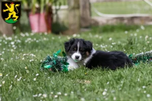 Mehr über den Artikel erfahren Border Collie Züchter und Welpen in Heidelberg