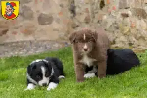 Mehr über den Artikel erfahren Border Collie Züchter und Welpen in Heidenheim an der Brenz