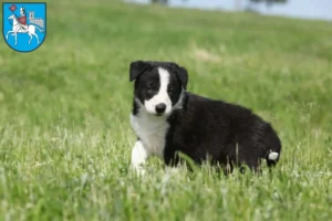 Mehr über den Artikel erfahren Border Collie Züchter und Welpen in Heilbad Heiligenstadt