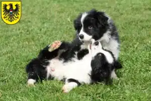 Mehr über den Artikel erfahren Border Collie Züchter und Welpen in Heilbronn