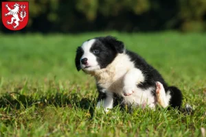 Mehr über den Artikel erfahren Border Collie Züchter und Welpen in Heinsberg