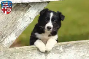 Mehr über den Artikel erfahren Border Collie Züchter und Welpen in Heppenheim (Bergstraße)