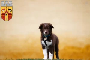 Mehr über den Artikel erfahren Border Collie Züchter und Welpen in Herford