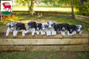 Mehr über den Artikel erfahren Border Collie Züchter und Welpen in Herzberg (Elster)