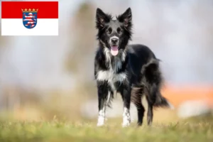 Mehr über den Artikel erfahren Border Collie Züchter und Welpen in Hessen